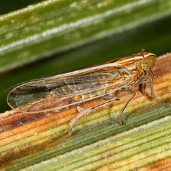 Stenocranus fuscovittatus